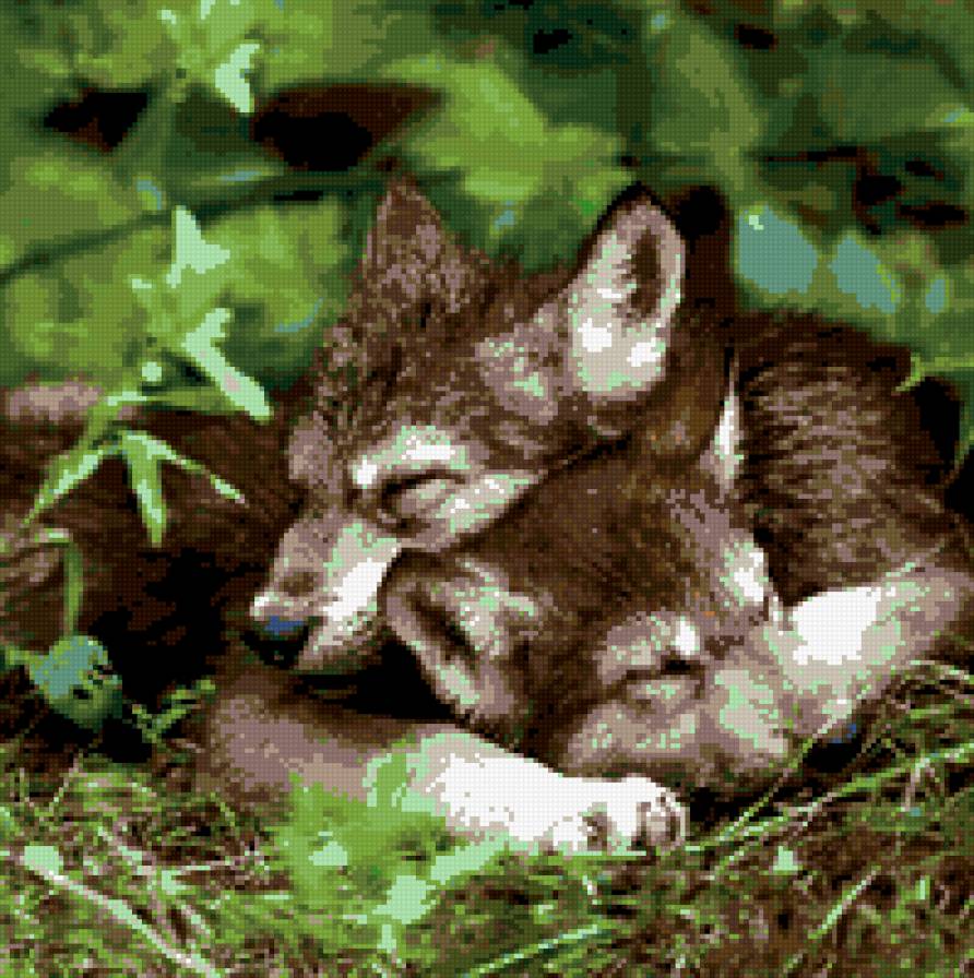 волки - предпросмотр