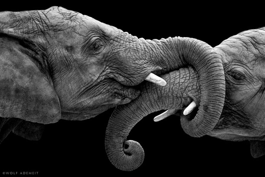 слоники - оригинал