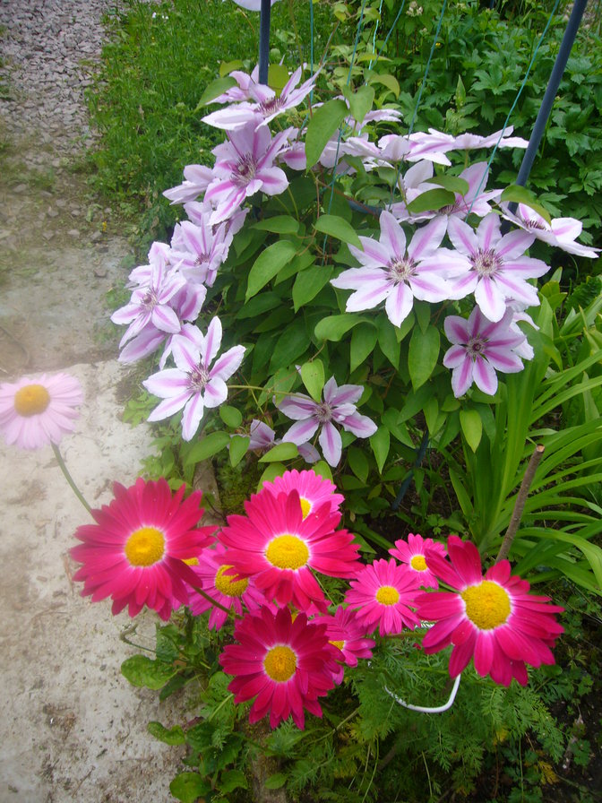 Самые любимые. - цветы моего сада. - оригинал