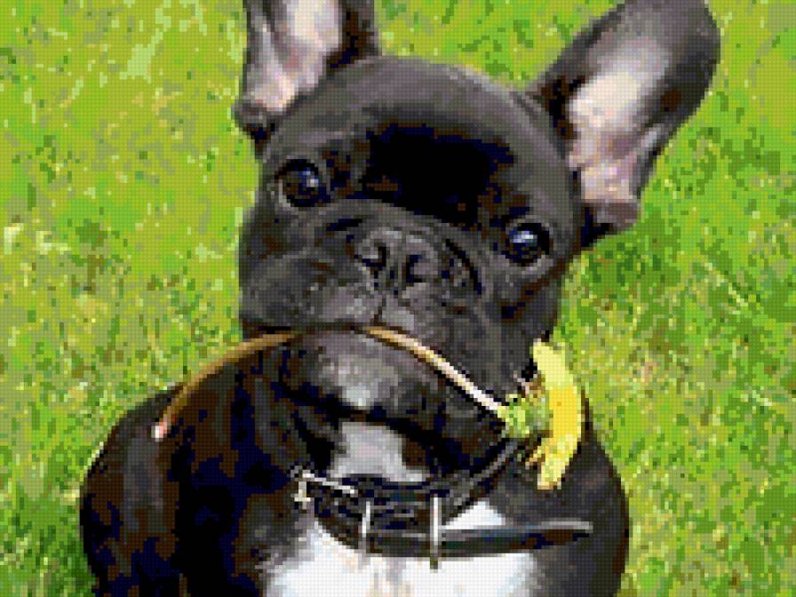 Французский бульдог - животные, бульдог, собака - предпросмотр