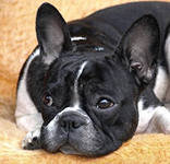 Французский бульдог - животные, собака, бульдог - оригинал