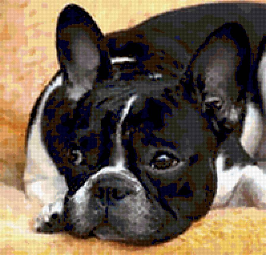 Французский бульдог - животные, собака, бульдог - предпросмотр