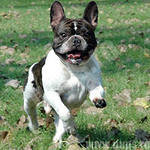 Французский бульдог - собака, животные, бульдог - оригинал