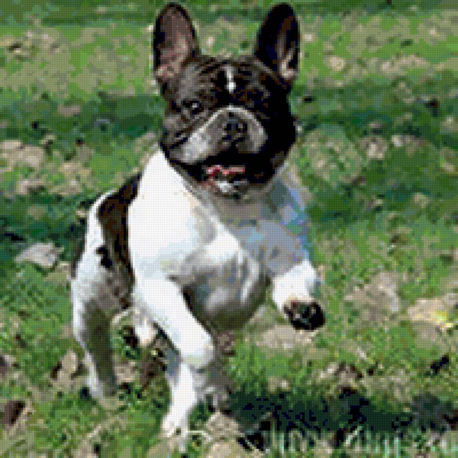 Французский бульдог - животные, бульдог, собака - предпросмотр