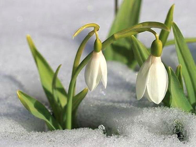 №277397 - оригинал