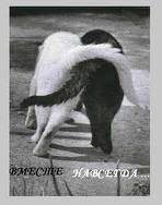 вместе навсегда - друзья, коты - оригинал