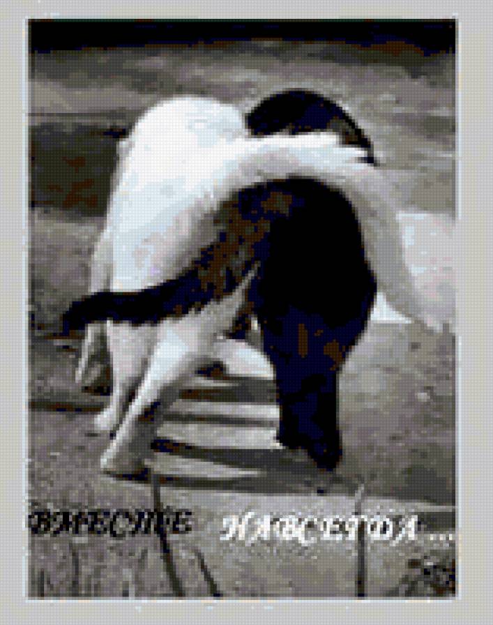 вместе навсегда - друзья, коты - предпросмотр