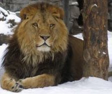 Схема вышивки «лев зимой»