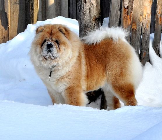 Маня на снегу - оригинал