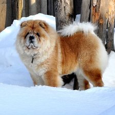 Схема вышивки «Маня на снегу»