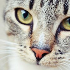 Схема вышивки «кошка»