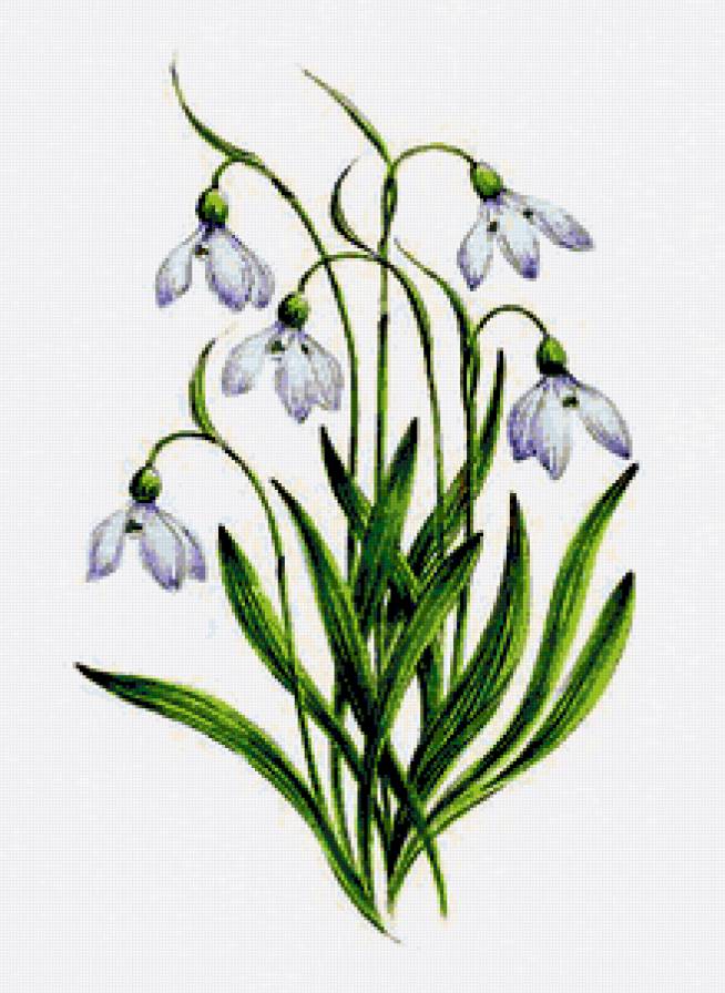 Подснежники - подснежник, цветок, подснежники, весенние цветы, цветы - предпросмотр