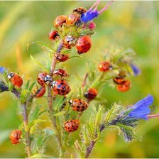 Солнечное настроение