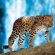 Схема вышивки «Дикая кошка»