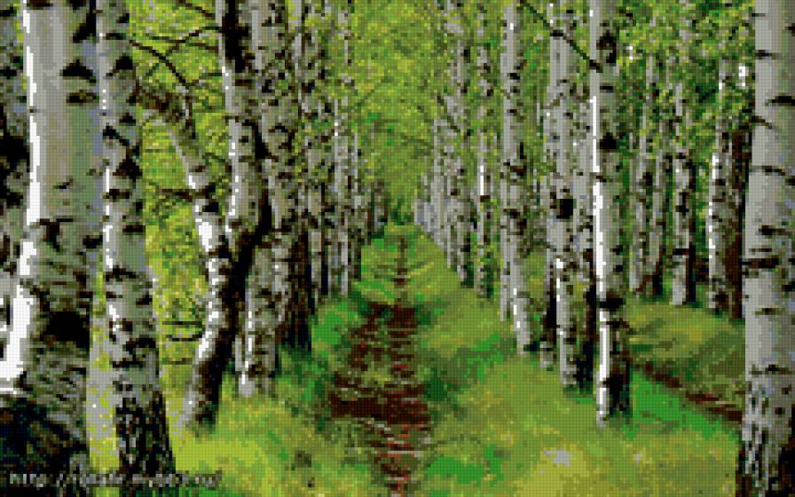 березовая роща - предпросмотр