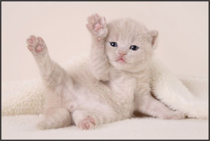 милый котёнок - оригинал