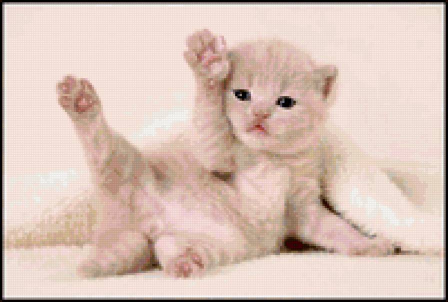 милый котёнок - предпросмотр