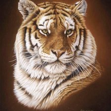 Тигр Сибирский