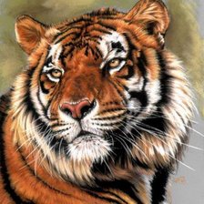 Схема вышивки «Взгляд Тигра»