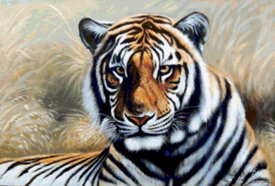 Тигр на Отдыхе - тигр, хищник, животное, зверь, взгляд, дикая кошка - предпросмотр