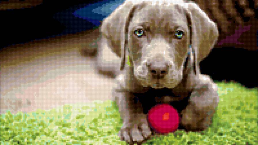 песик - предпросмотр