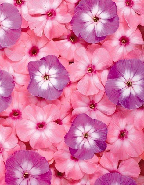 флоксы - красота, флоксы, лето, цветы - оригинал