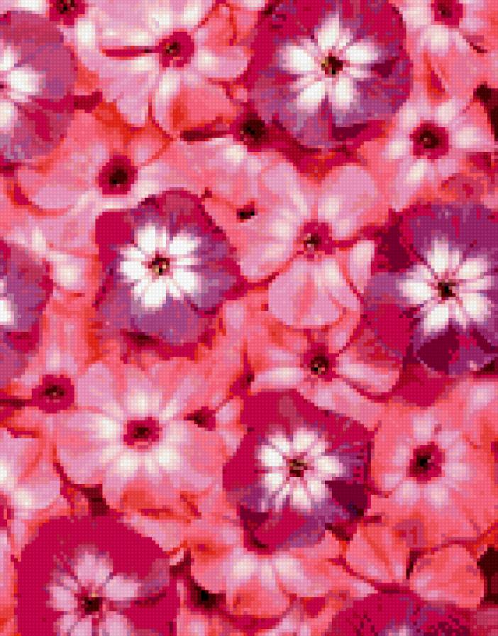 флоксы - флоксы, цветы, лето, красота - предпросмотр