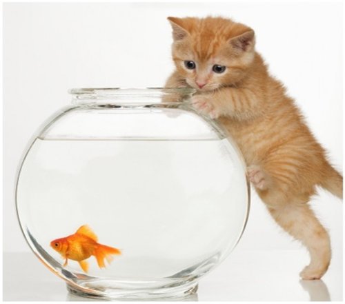 рыжик - оригинал