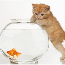 Схема вышивки «рыжик»