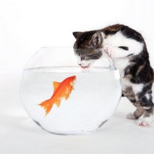 кот и золотая рыбка