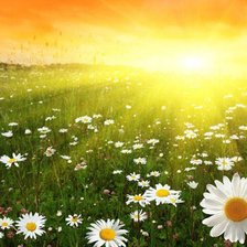 Схема вышивки «Ромашковое поле»