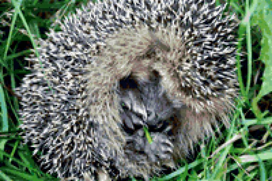 Кроха-ежик - предпросмотр