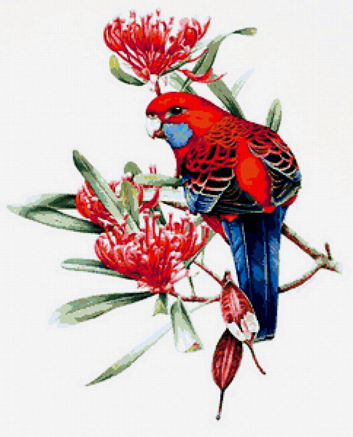 попугай - птицы - предпросмотр