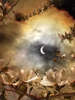 полночь - луна, ночь, цветы - оригинал