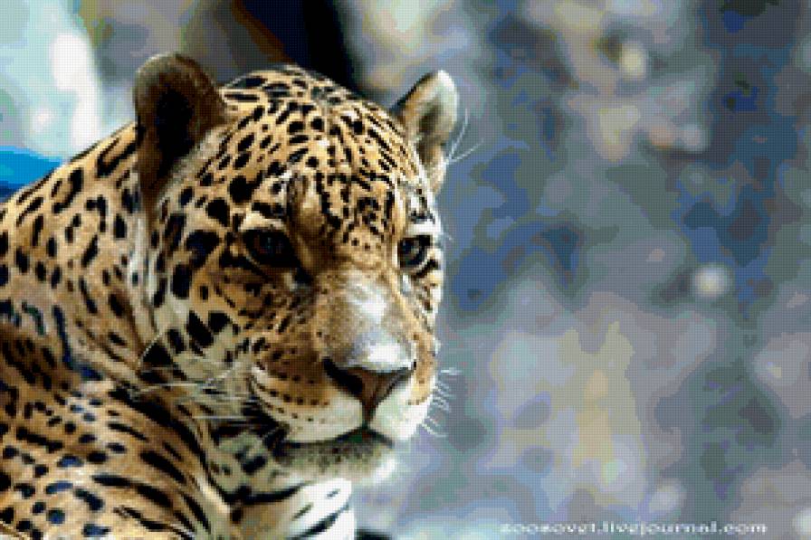 №278858 - кошачьи - предпросмотр