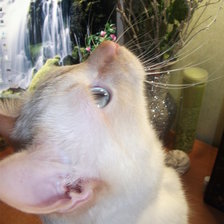 Схема вышивки «кот2»