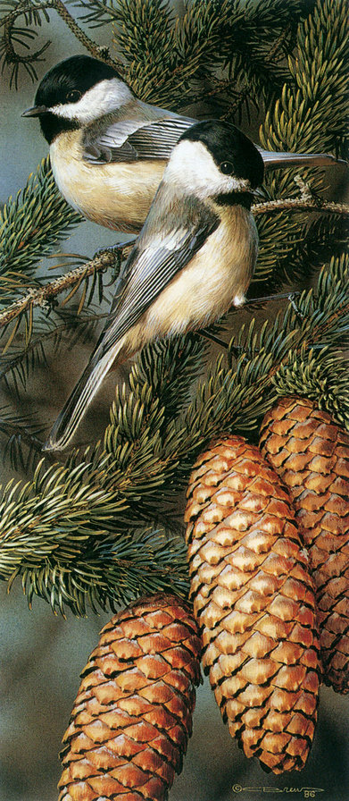 птицы Бредли Джексона - ель, снегири, шишка, пара - оригинал