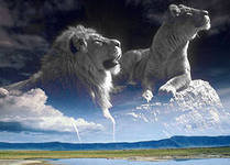 №279162 - львы - оригинал