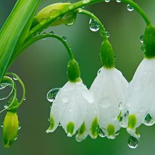 Схема вышивки «калаколчики»