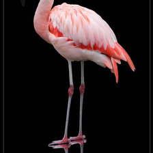 фламинго