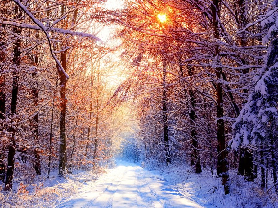 Зимний лес - деревья, пейзаж, лес, зима - оригинал