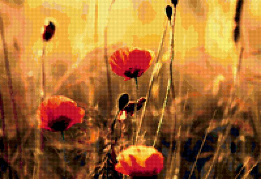 Маки - цветы, природа - предпросмотр