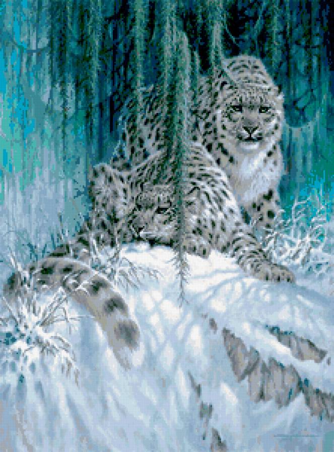 Барсы - север, барс, ирбис - предпросмотр