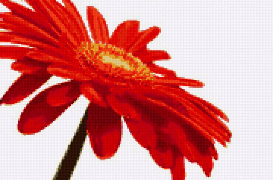 гербера - цветы, гербера - предпросмотр