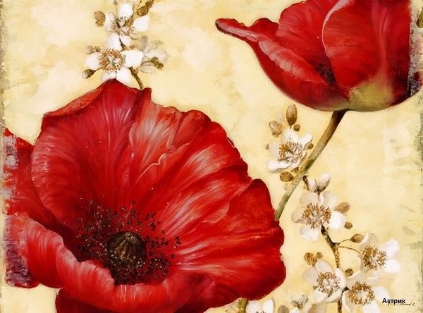 Красный мак - цветы, букет, маки - оригинал