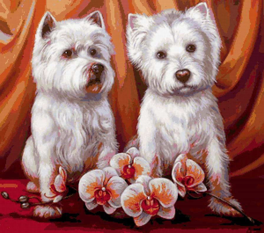 Пушистые милашки - пара, друзья, друг, собака, домашние животные, цветы, орхидея - предпросмотр