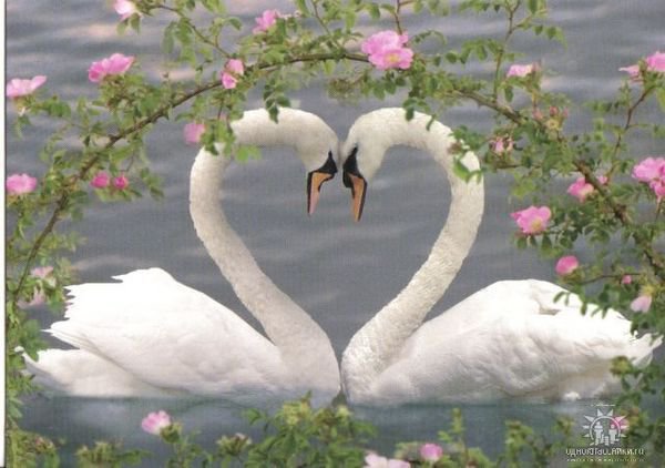 лебеди - оригинал