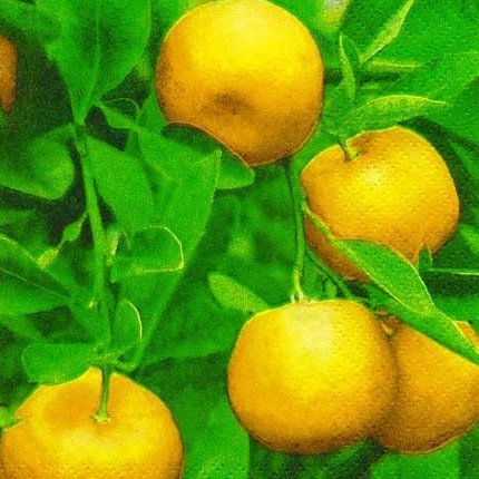 Мандарины - фрукты, натюрморт, мандарины - оригинал