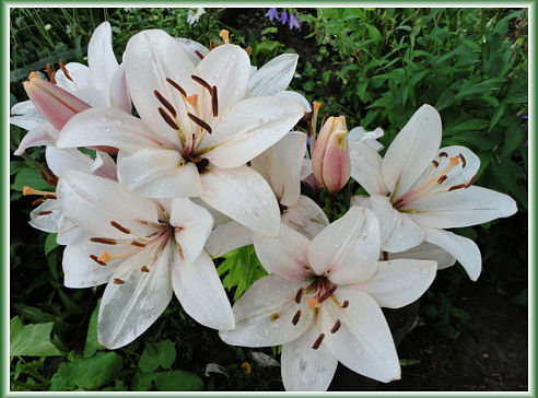 белые лилии - лилии, цветущий сад - оригинал