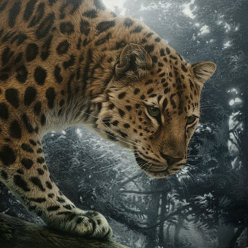 леопард - лес, животные, природа, леопарды, подушка, лео, хищники - оригинал